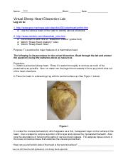 Kami_Export_-_Ivan_Sande_-_Online-Sheep-Heart-Dissection-Lab-1.doc.pdf