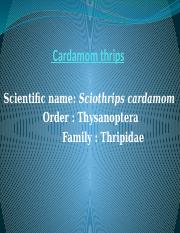 2. Cardamom thrips.pptx