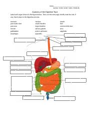 Anatomy of the Digestive Tract.docx