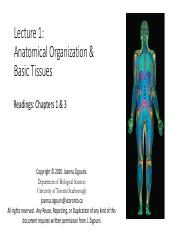 Lecture 1 - Anatomical Organization & Basic Tissues_updated.pdf