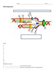 DNA Replication - Labeling (2).docx