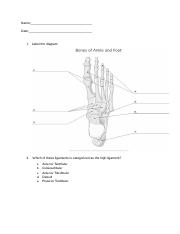 Foot_ankle Anatomy Quiz.docx