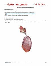 Anatomy of respiration lab.pdf