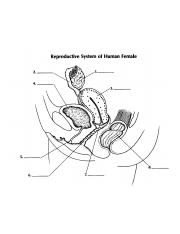 female reproductive sytem.jpg