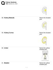 Kidney Anatomy 4.pdf