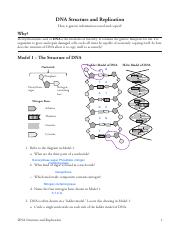 18 DNA Structure and Replication-S.pdf