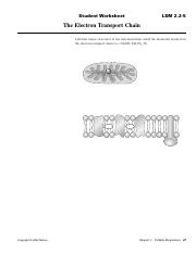 Biology Electron Transport Worksheets.pdf
