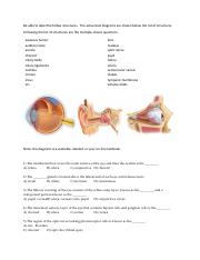 Eyes and Ears Test Questions