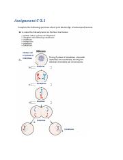 C-3.1 Assignment Mitosis Meiosis.docx