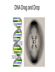DNA and Replication Drag and Drop.pptx