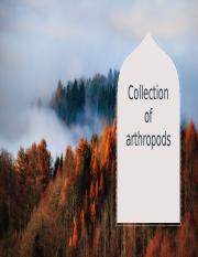 Collection of arthropods.pptx