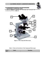 01A Bio 1 Basic Microscopy Lab Worksheets 1.docx