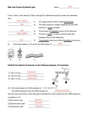 RNA and Protein Synthesis Quiz[13247] (1).pdf