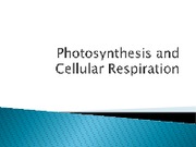 Photosynthesis Cell Respiration