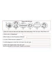 Selina Costeno - Cell Cycle Worksheet.jpg