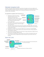 Cell specialisation.docx