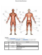 Copy of 3- Muscle Identification (1).pdf