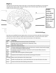 Brain Anatomy handout-1-1 (5).docx