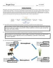 Cellular Respiration (With Graphs).pdf - Angel Cruz Name: _ 10/13/2020  Date: _ Cellular Respiration Both plants and animals need to break down  food | Course Hero