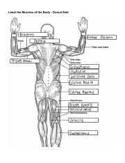 Human Muscles Labeling - Dorsal Side.pdf
