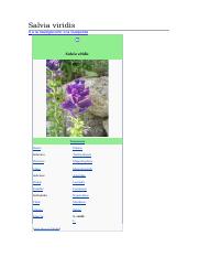 Salvia viridis.docx