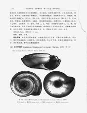 中国动物志  无脊椎动物  第三十七卷  软件动物门  腹足纲_159.pdf