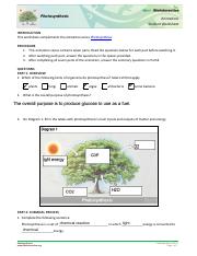 Photosynthesis-StudentWS-animation.pdf