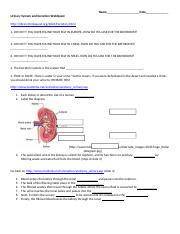 Urinary_System_and_Excretion_WebQuest.doc