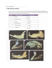 Kami Export - Teeth - locomotion comparisons copy.pdf