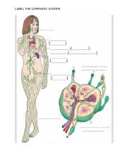 Chapter 7 Label the Lymphatic System.docx