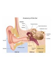 anatomy-of-the-outer-ear-diagram-anatomy-of-the-ear-your-nursing-tutor.jpg