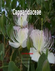 Capparidaceae.pptx