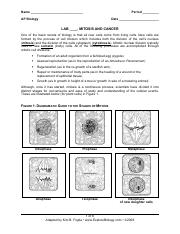 Copy of Mitosis Cancer lab Foglia.pdf
