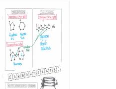 2.10Ncarbohydrate - notes.pdf