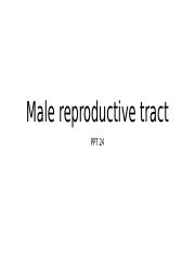 24. Male reproductive tract.pptx