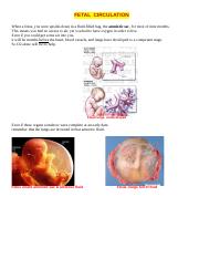 Fetal Circulation. 8th version   .doc