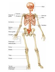 the human skeleton.png