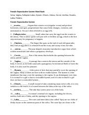 Female Reproductive System Worksheet answer.docx