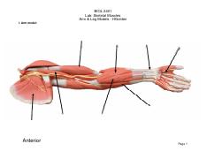 BIOL 2401 - Skeletal Muscles - Arm & Leg Models - HGolden.pdf