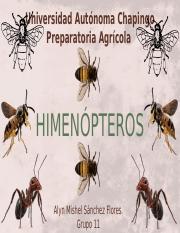 Exposicion Hymenopteros.pptx