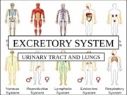 Excretory System PP