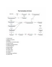Urine Formation Concept Map Docx 1 Glomerulus 2 Efferent