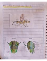 Entomología  anatomía y fisiología insecto.pdf