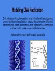 juliet estrada pper2 Modeling DNA Replication-2.pdf