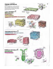Epithelial and Connective Tissue.pdf
