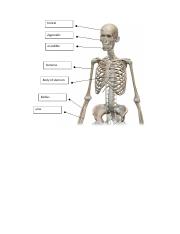 Lab-Axial-and-Appendicular-skeleton-1docx-162888.docx