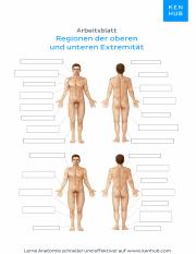 arbeitsblatt_koerperregionen_arm_und_bein_topographie_unbeschriftet.pdf