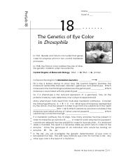 18a prelab 18 - The Genetics of Fly  Eye Color-n.pdf