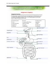 Assignment 5 Digestion.docx