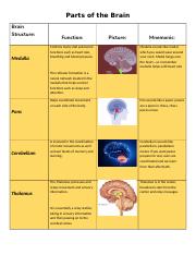 Robert_Rangel_-_CP_Psychology_Brain_Parts